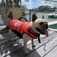 Jetpilot Dog safety waistcoat PFD red 2