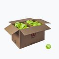 Tennis balls Wilson Trinity Club 72 pcs. yellow