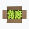Tennis balls Wilson Trinity Club 72 pcs. yellow 3