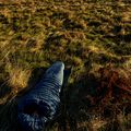AURA Nom 200 180 cm/right steel sleeping bag 12