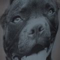 Men's backpack Pitbull West Coast Pitbull Ir black/grey 12