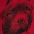 Men's backpack Pitbull West Coast Pitbull Ir black/red 13