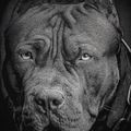 Men's Pitbull West Coast Born In 1989 Crewneck sweatshirt black 6