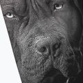 Men's leggings Pitbull West Coast Born in 1989 black 3