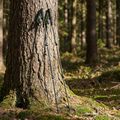 Trekking poles KADVA Torre adjustable carbon green 9