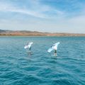 Aztron Soar 4.0 Air Wing for Wingfoil 5