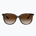 Sunglasses Ray-Ban RB4378 havana/brown gradient 2