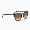 Sunglasses Ray-Ban RB2204 havana/light brown