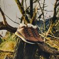 Men's shoes New Balance 754 Classic brown 12