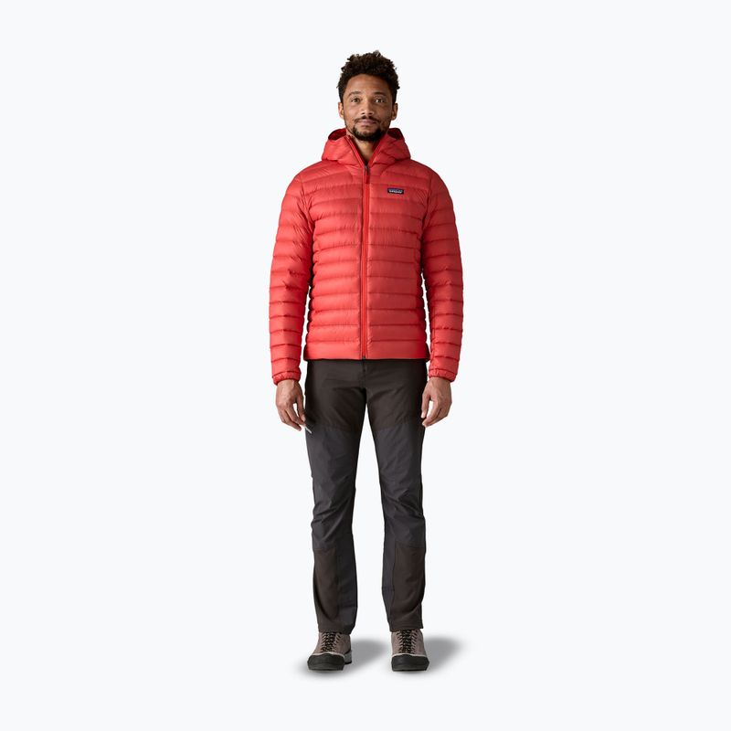Men's down jacket Patagonia Down Sweater Hoody amanita red 2