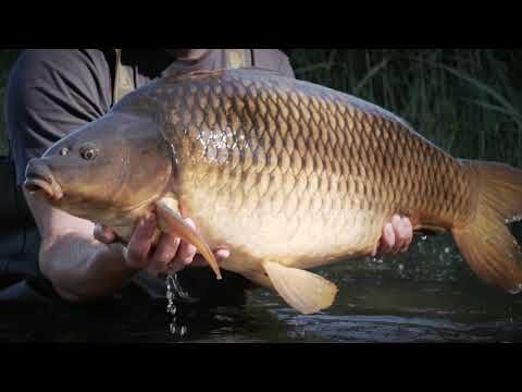 Sportex Purista Carp XTF carp fishing rod black 130275 6