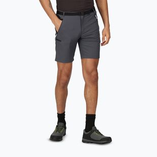 Men's Regatta Xert Stretch III seal grey trekking shorts