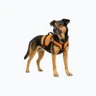 Sport with dog